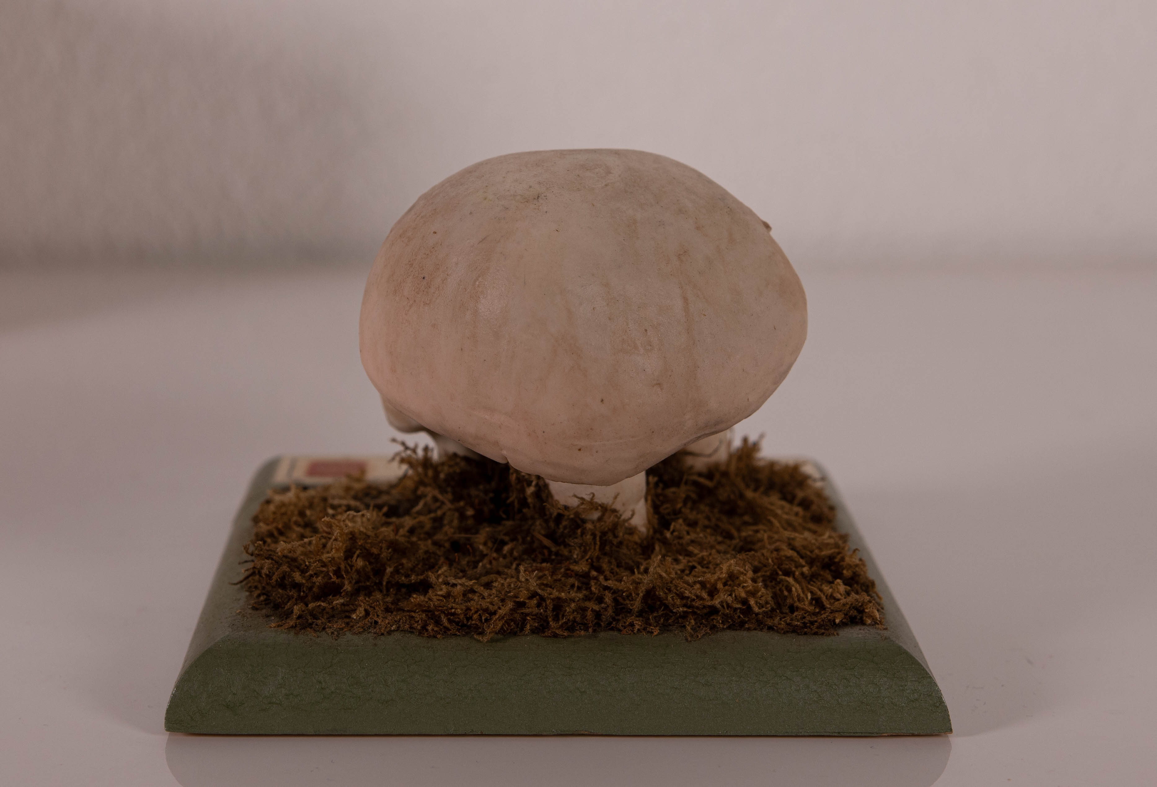 Agaricus (Psalliota) Compester