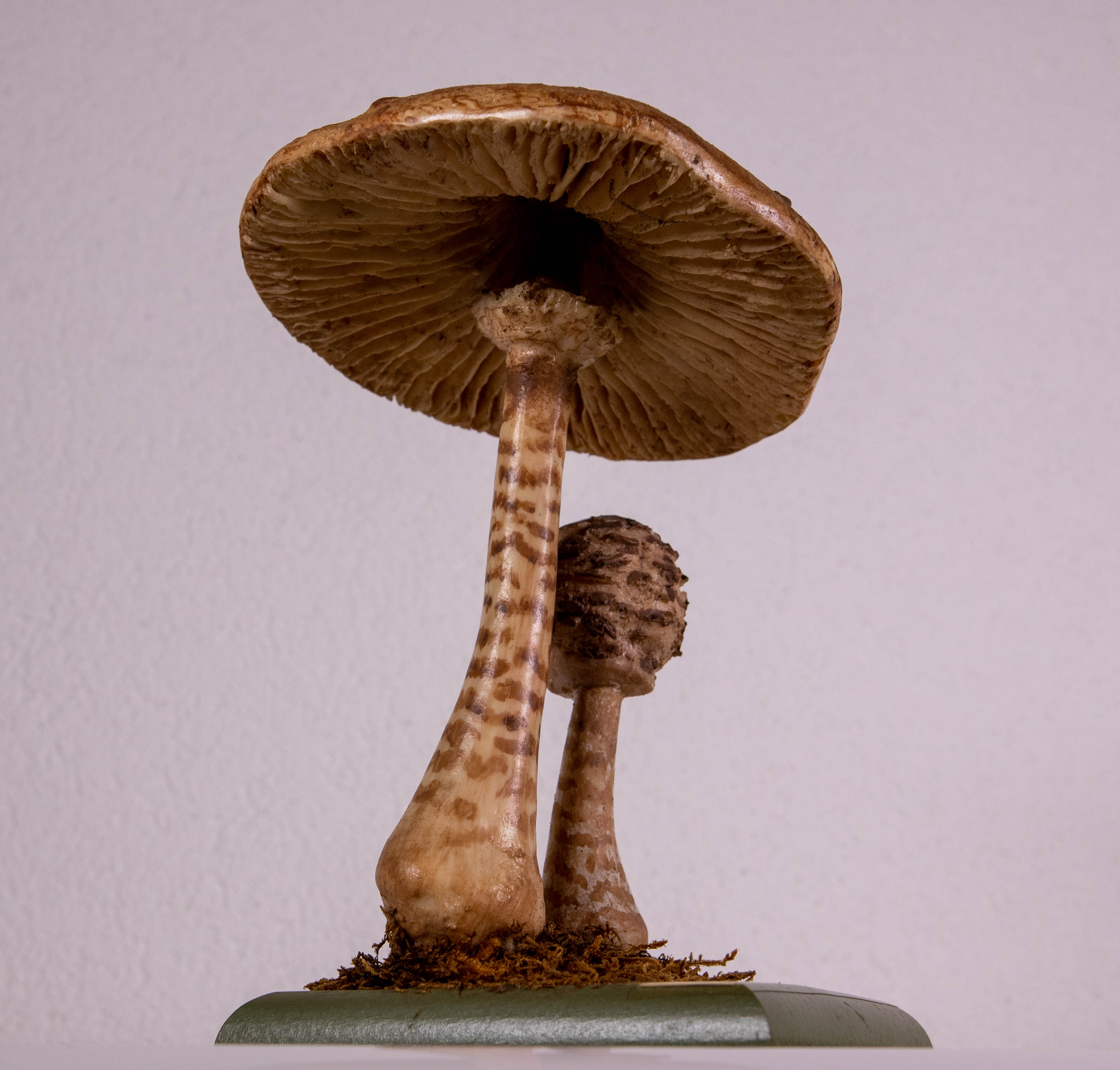 Macrolepiota Procera