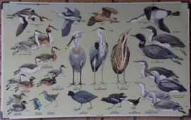 Watervogels