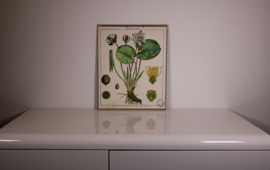 Botanisch  3