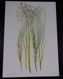 6 Plaatjes Botanisch