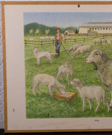 Schapen