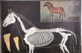 Paard