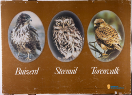 Buizerd Steenuil Torenvalk