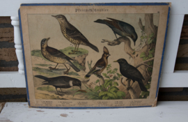 Schreiber Pestvogel, Beflijster