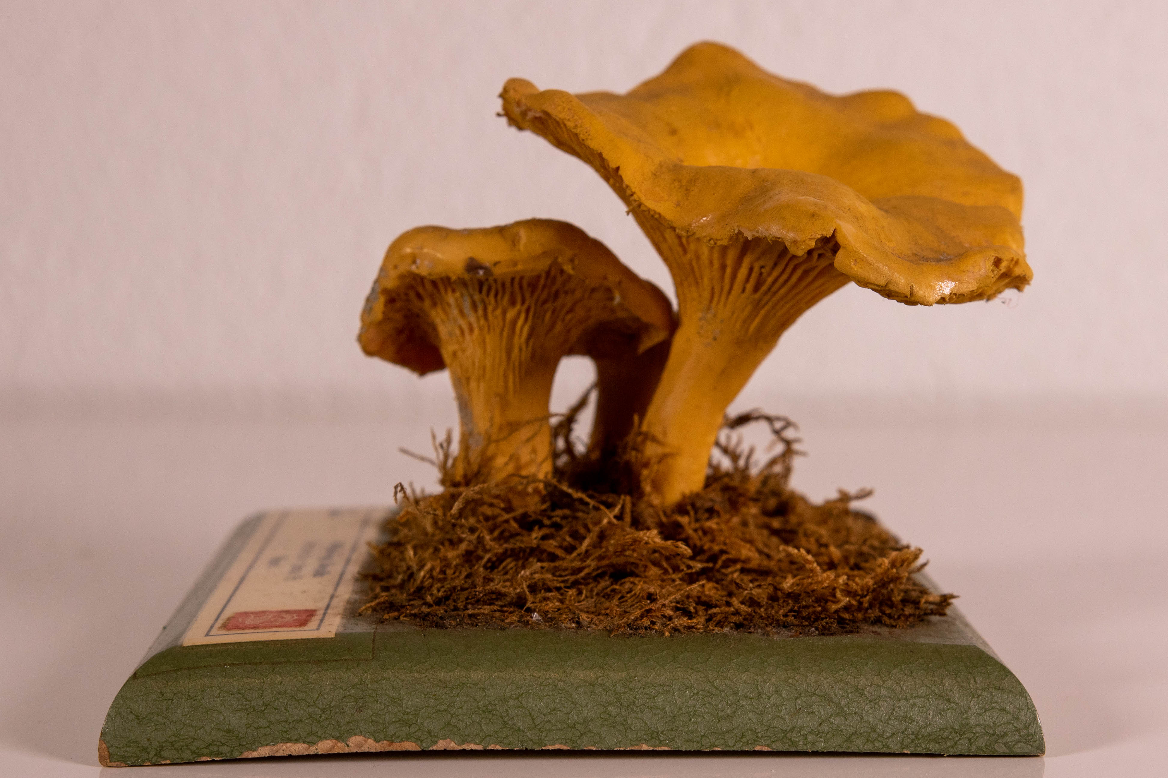 Cantharellus Cibarius