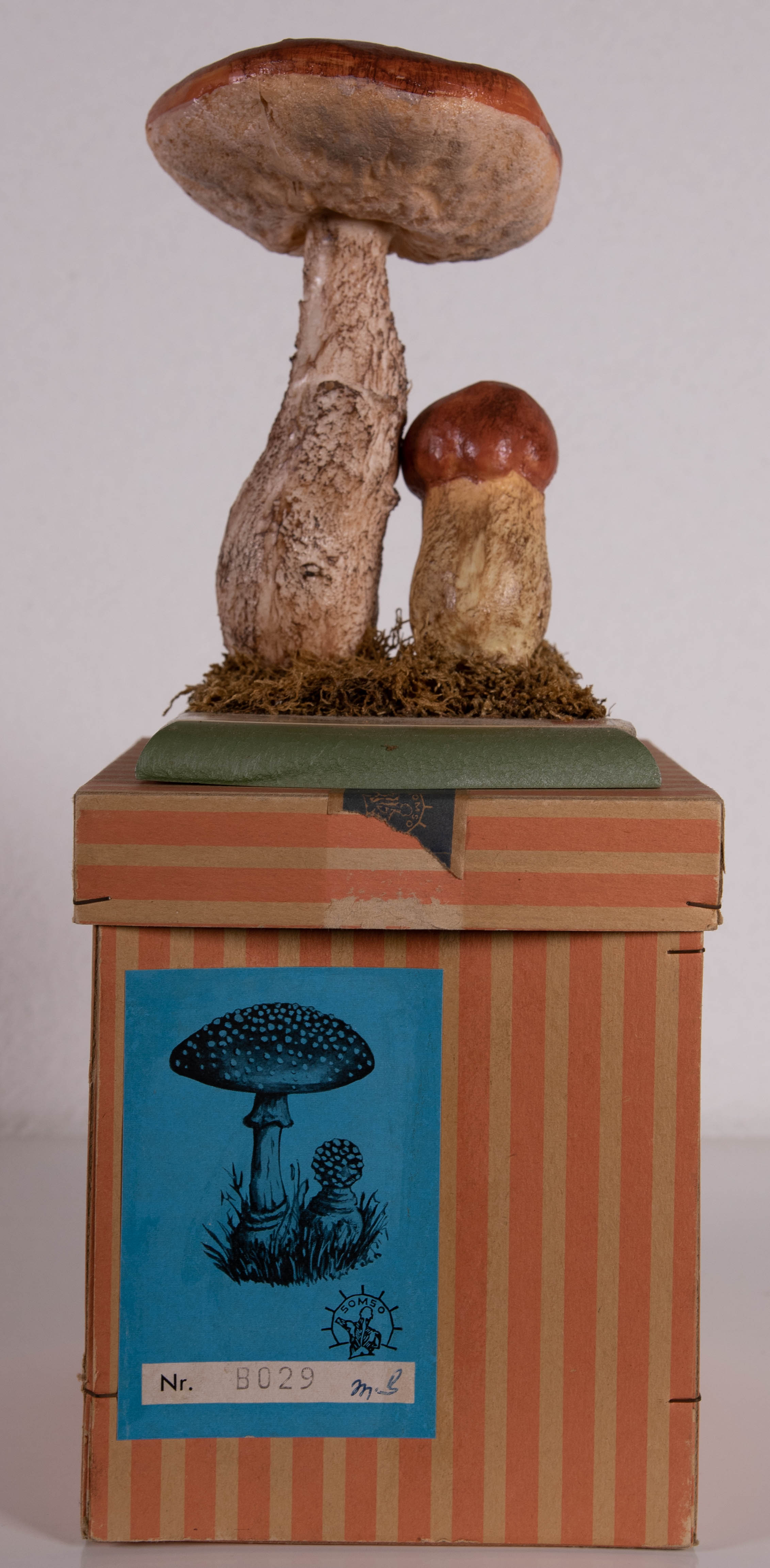 Leccinum Aaurantiacum