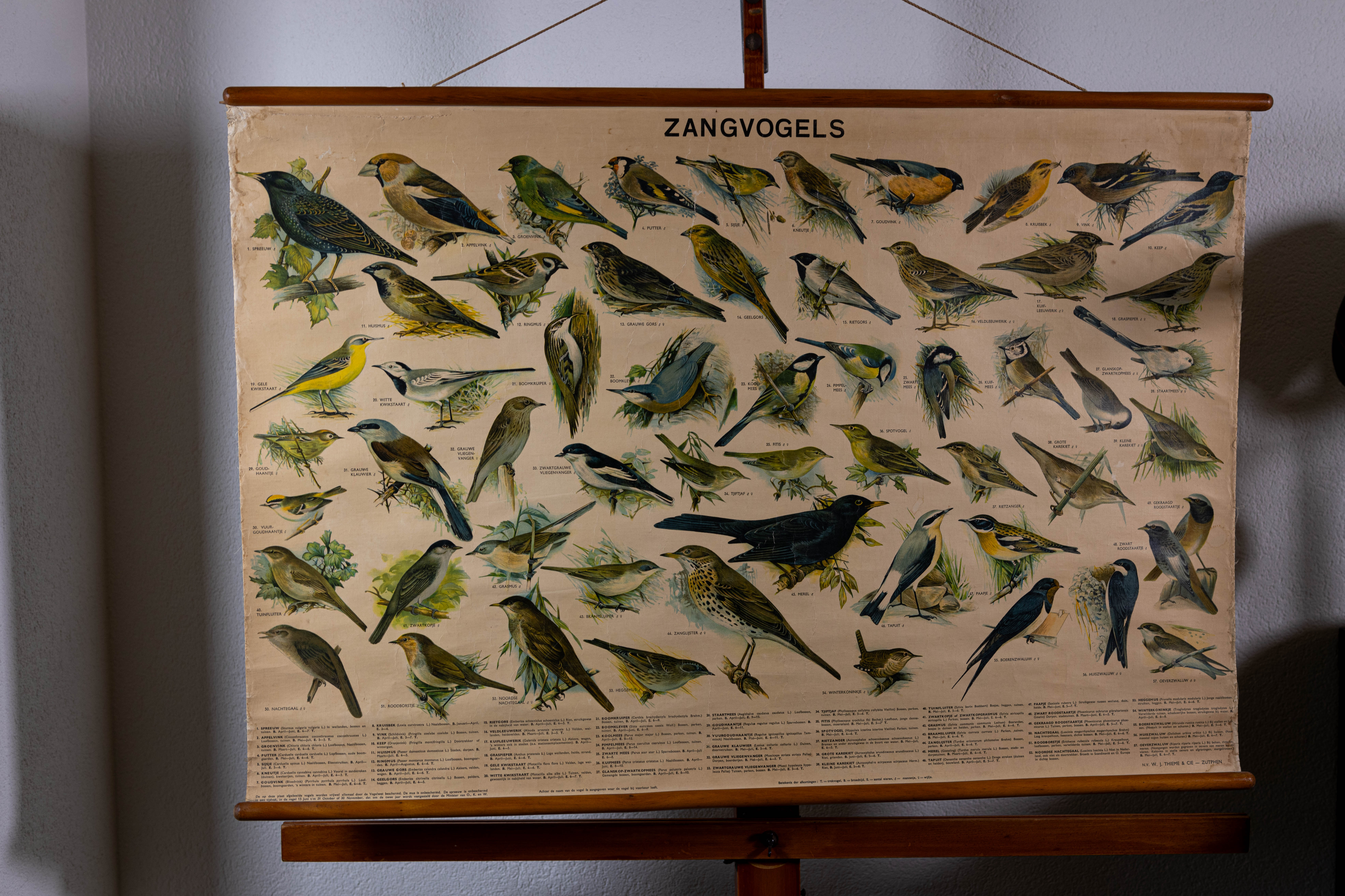 Zangvogels