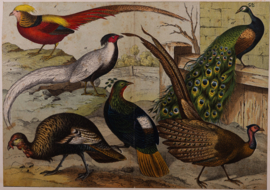 Schreiber Pauw, Goudfazant, Struisvogel en Kasuaris