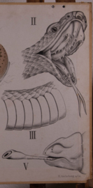 Slang hagedis kameleon