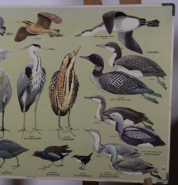 Watervogels