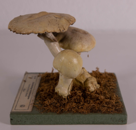 Agaricus Silvicola Vittadini