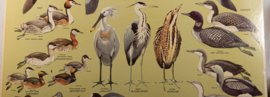 Watervogels