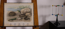 Slang hagedis schildpad kikker