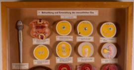 Vintage oude school vitrine kast  - Zwangerschap 2   .