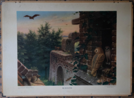 Bij de ruine  – Zoetwatervissen