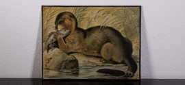 Otter