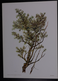 6 plaatjes Botanisch