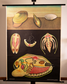 Mossel