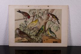 Schreiber Huismus, Vink, Kanarie en Putter