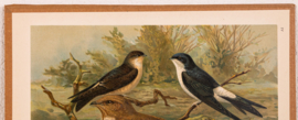 Huiszwaluw en Egyptische Nachtzwaluw
