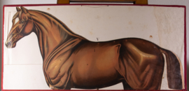 Paard anatomie