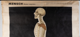 Mensch Homo Sapiens