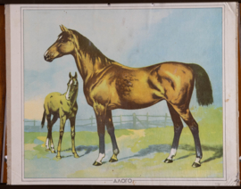 Paard en veulen