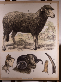 Schaap