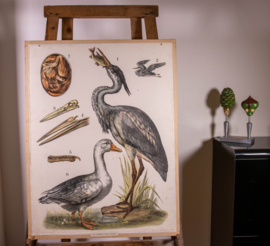 Reiger gans