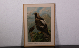 Keizerarend  Litho