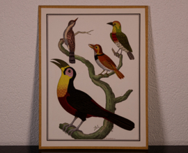 Vogelplaatje 3 Litho