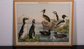 Schreiber Fuut Pinguin