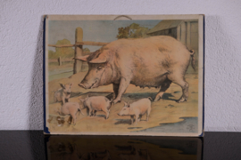 Varkens