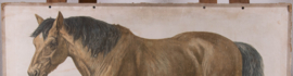Paard