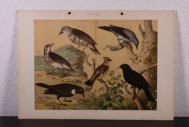Schreiber Pestvogel, Beflijster, Goudvink en Appelvink