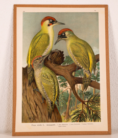 Groene Specht