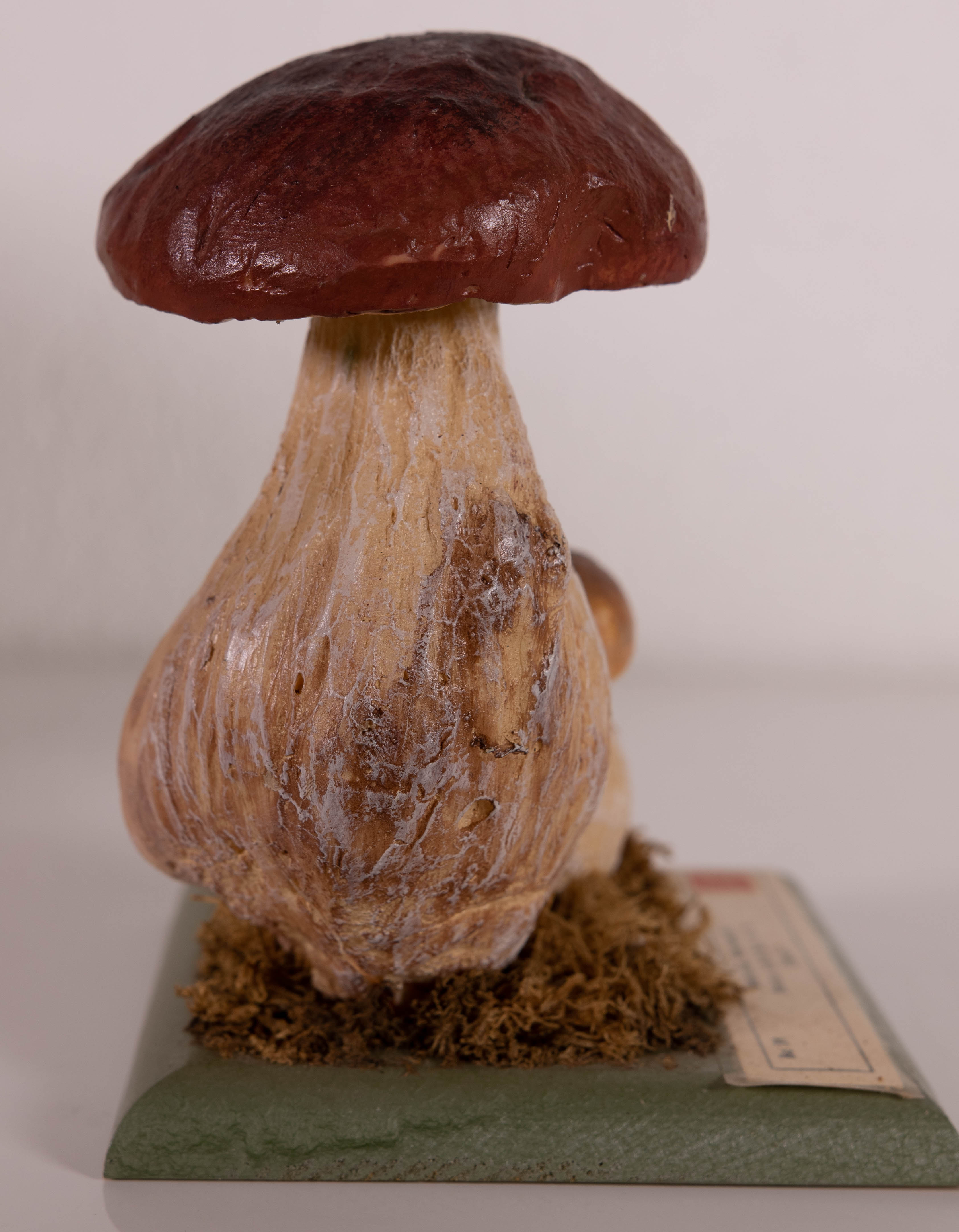 Boletus Edulis Bull