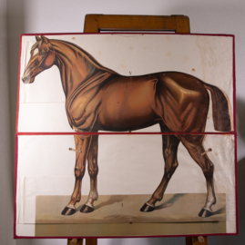 Paard anatomie