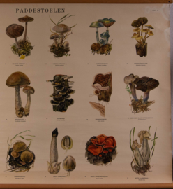 Paddestoelen II