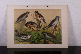 Schreiber Huismus, Vink, Kanarie en Putter