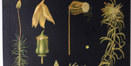 Haarmos Litho