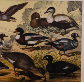 Schreiber Eend, Gans, Pinguin en Fuut