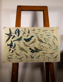 Zangvogels 1