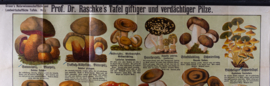 Verdachte en giftige paddenstoelen