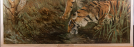 Tijger