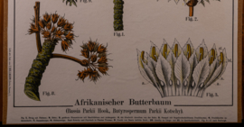 Afrikanische Butterbaum