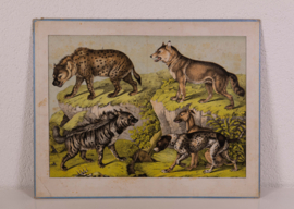 Schreiber Hond Wolf Hyena