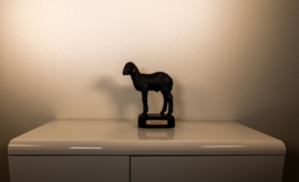 Schaap Lam Karakul .