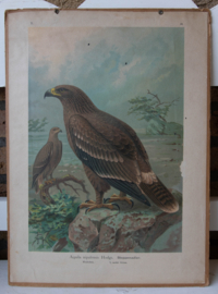 Steppenarend
